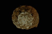 藏品(瘤珠螺)的圖片